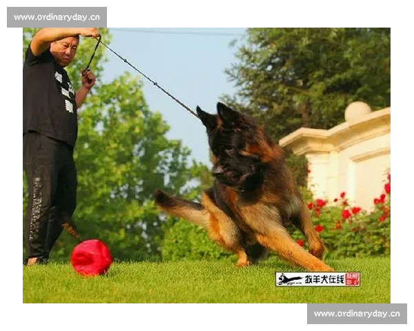 德牧专业比赛视频全解析展现力量速度与服从之美训练标准与赛场精彩瞬间