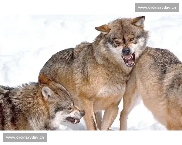 森林赛场上的智慧与勇气一场动物之间的精彩较量成长与合作见证